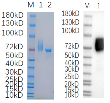 Reducing 4%-20% SDS-PAGE (CBB stained) and WB (Anti-His Mouse Monoclonal antibody) analysis profiles of purified ITFG3.
1. ITFG3: 1 μg
2. BSA: 1 μg